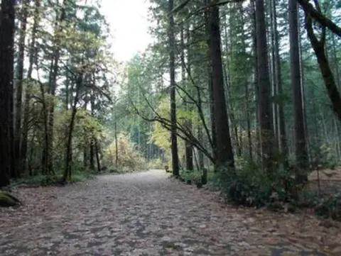 Leaf covered, flat, paved road running straight through mixed conifer forest.