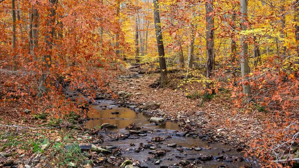 Small rocky creek lined with trees in orange and gold foliage.