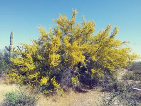 Organ Pipe Cactus National Monument recreation area