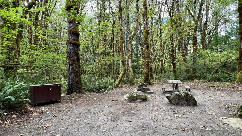 Picnic table, bear box, and fire grate with trees in the background.