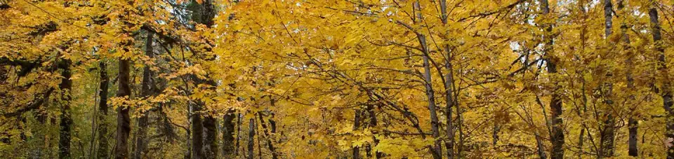 Beaver Campground in fall