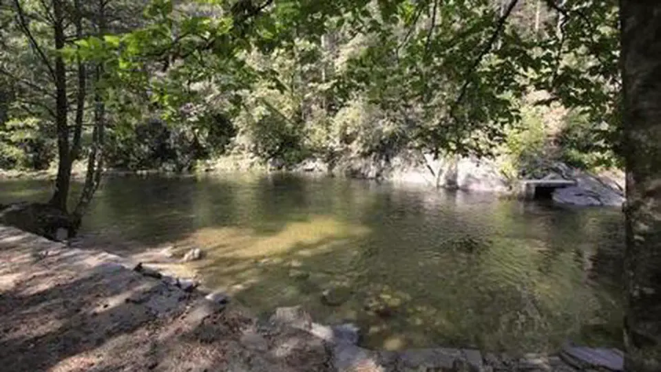 Rocky shoreline of a shallow green body of water in a forest.